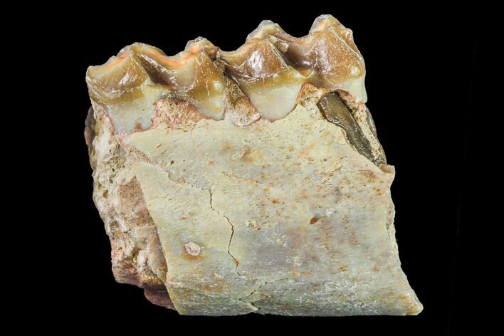 Fossil Horse (Mesohippus) Jaw Section - South Dakota #157458